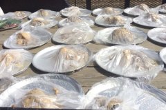 20170921_seniorpicnic-26