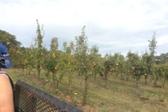 20170921_seniorpicnic-42